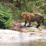 Exploring the Untamed Beauty: A Journey through Parambikulam Tiger Reserve: Article by Austin Ajit